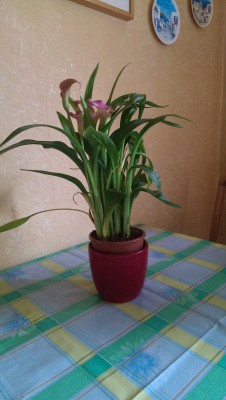 IMAG1526.jpg (1MiB)45248 mal betrachtet IMAG1526.jpg